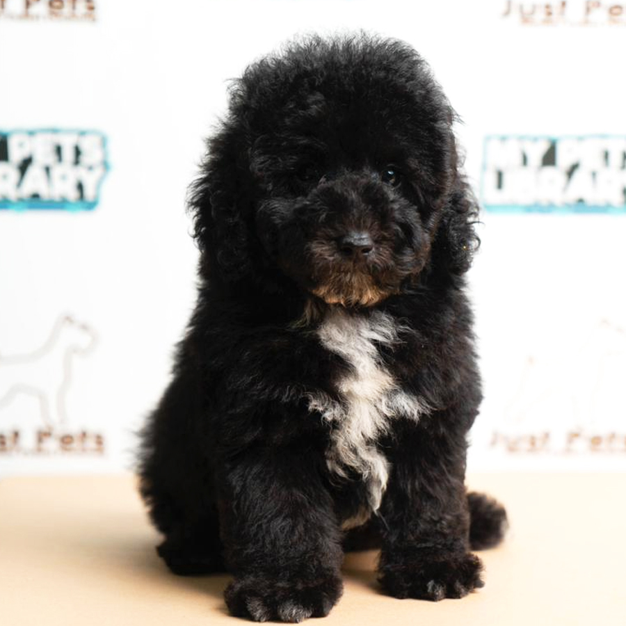 Toy Poodle Puppy (Male) For Sale