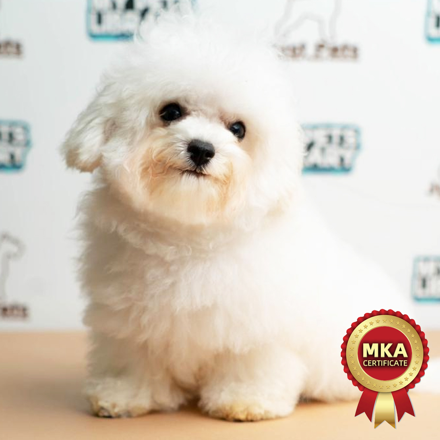 MKA Mini Bichon Frise Puppy (Male) For Sale