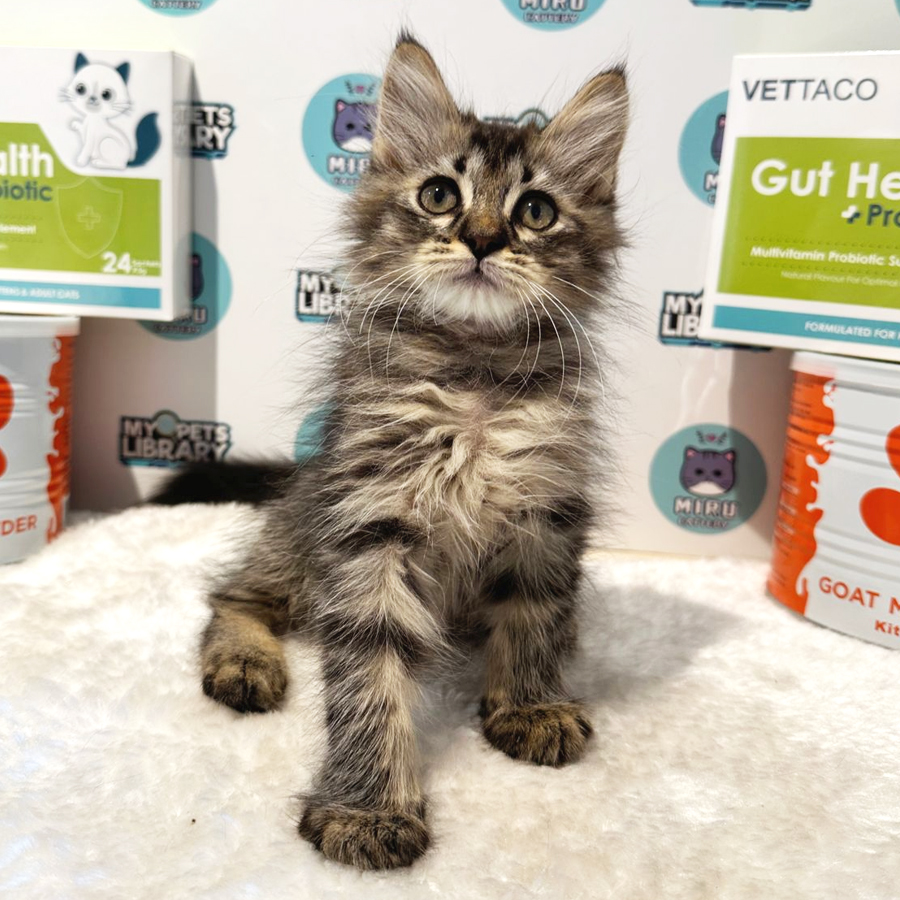 Maine Coon Persian Kitten (Male) For Sale