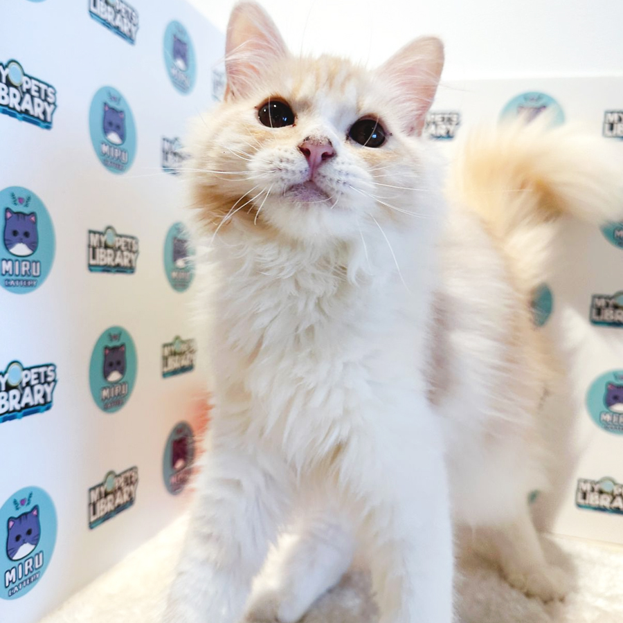 Persian Kitten (Male) For Sale