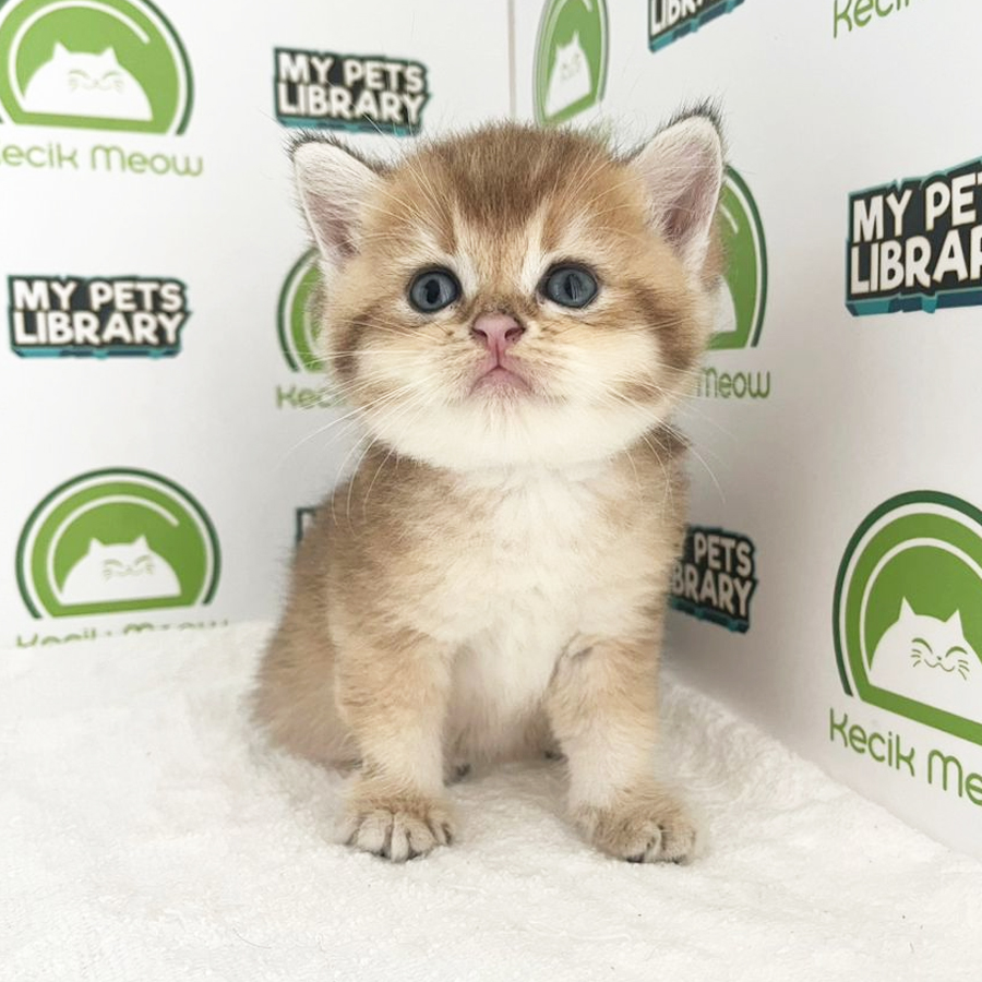 British Shorthair Kitten (Male) For Sale