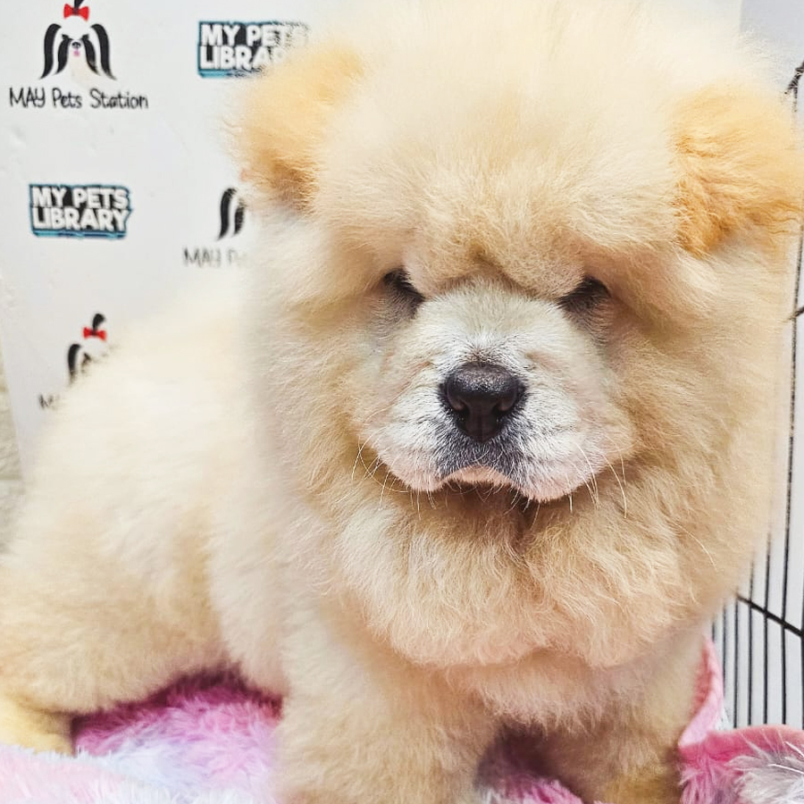 Chow Chow Puppy (Male) For Sale