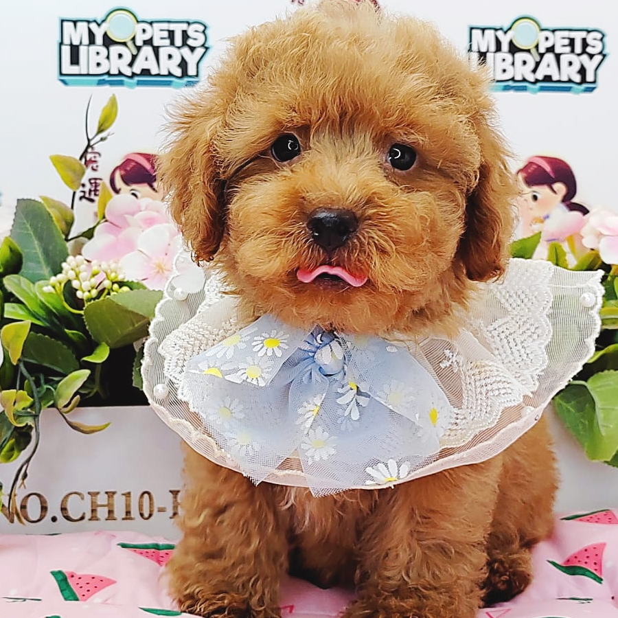 Toy Poodle Puppy (Male) For Sale
