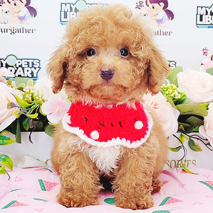 Tiny Poodle Puppy (Male) For Sale