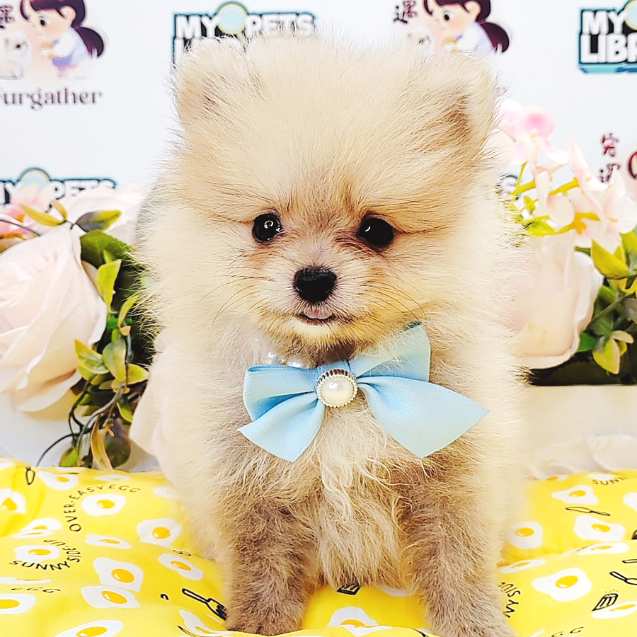 Tiny Pomeranian Puppy (Male) For Sale