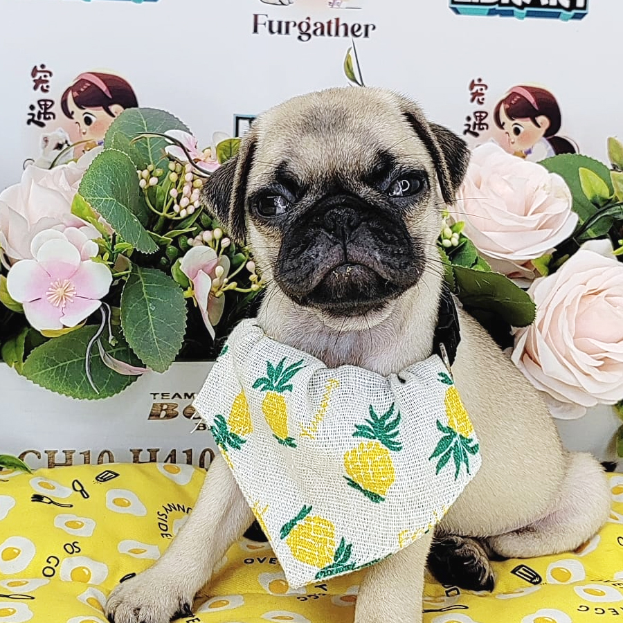 Pug Puppy (Female) For Sale