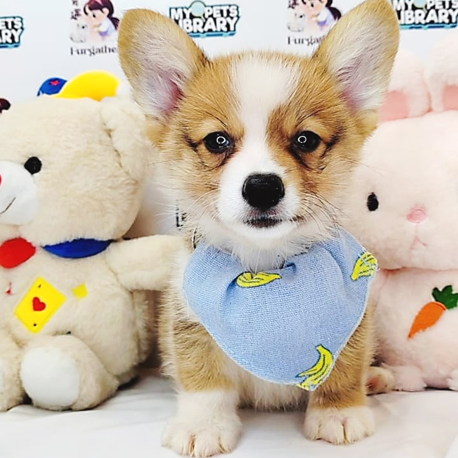 Welsh Corgi Puppy (Male) For Sale