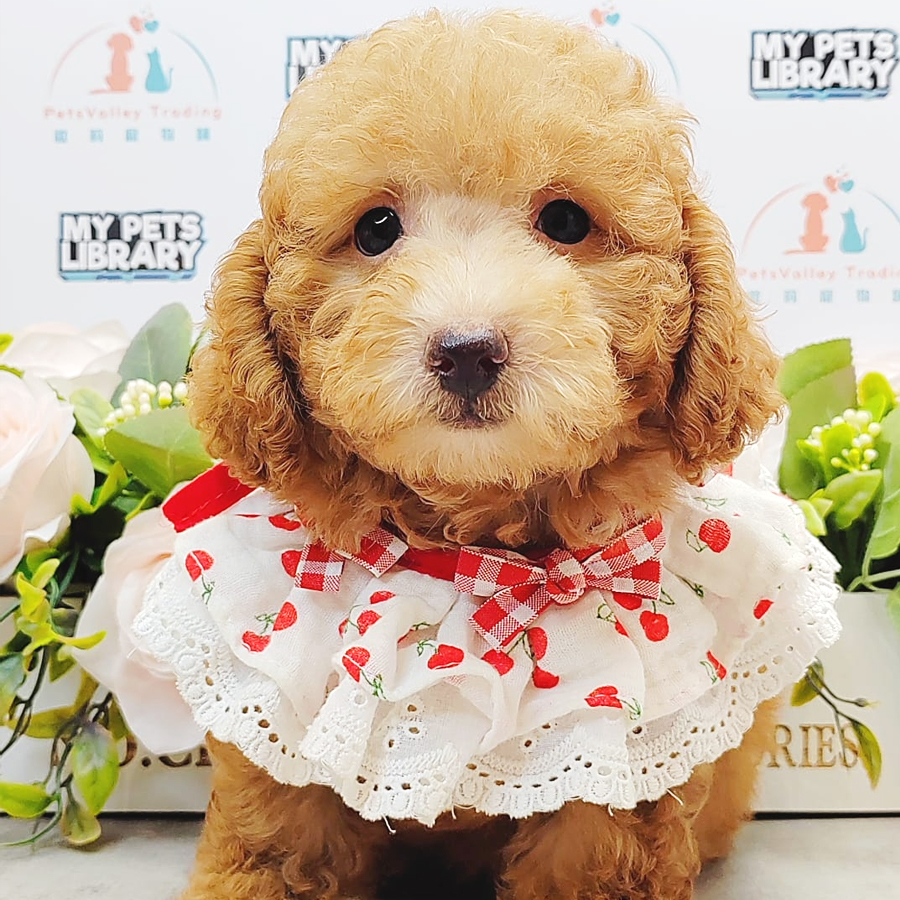 Toy Poodle Puppy (Male) For Sale