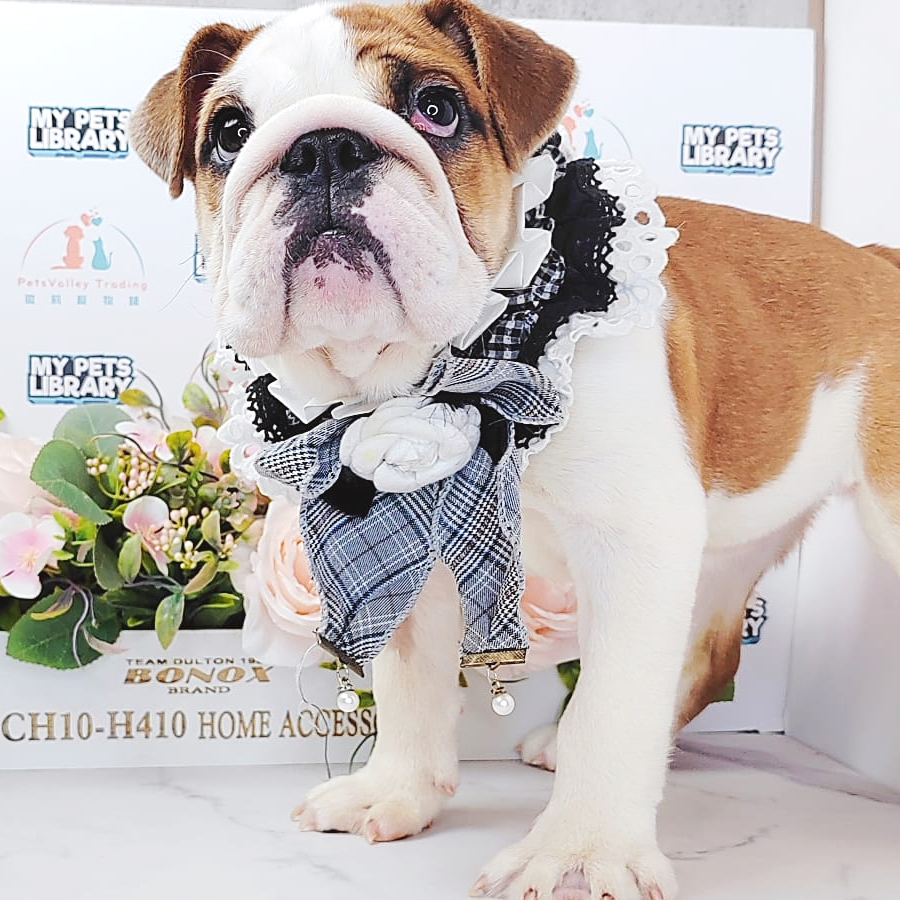 English Bulldog Puppy (Female) For Sale