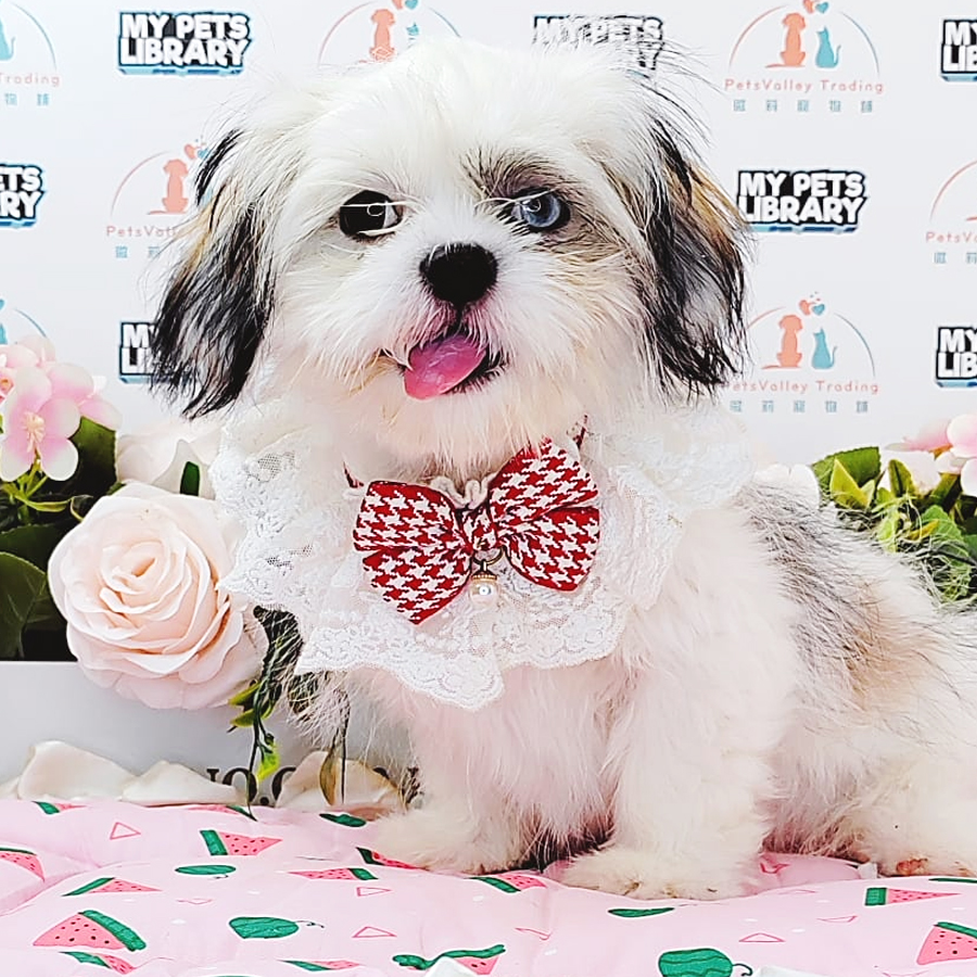 Shih Tzu Puppy (Female) For Sale