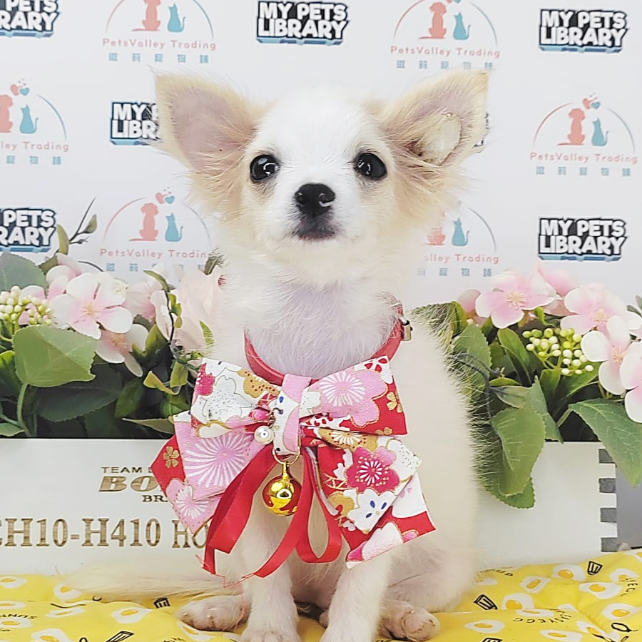 Chihuahua Puppy (Female) For Sale