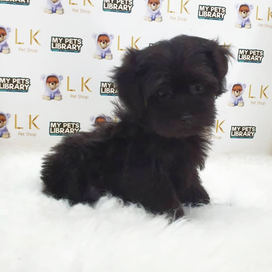 Maltipoo Puppy (Female) For Sale