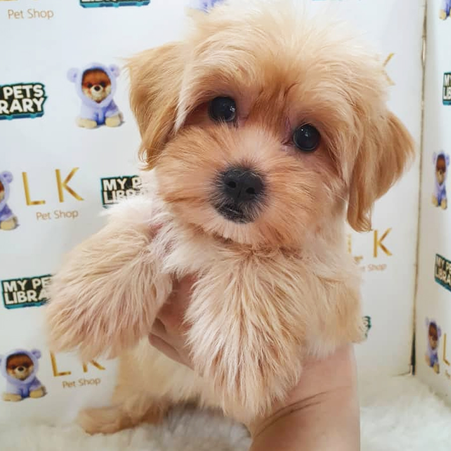 Maltipoo Puppy (Female) For Sale