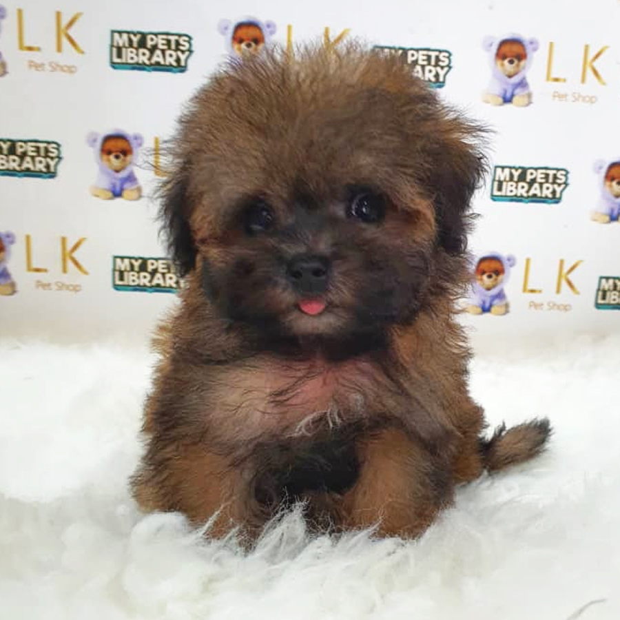 Maltipoo Puppy (Female) For Sale