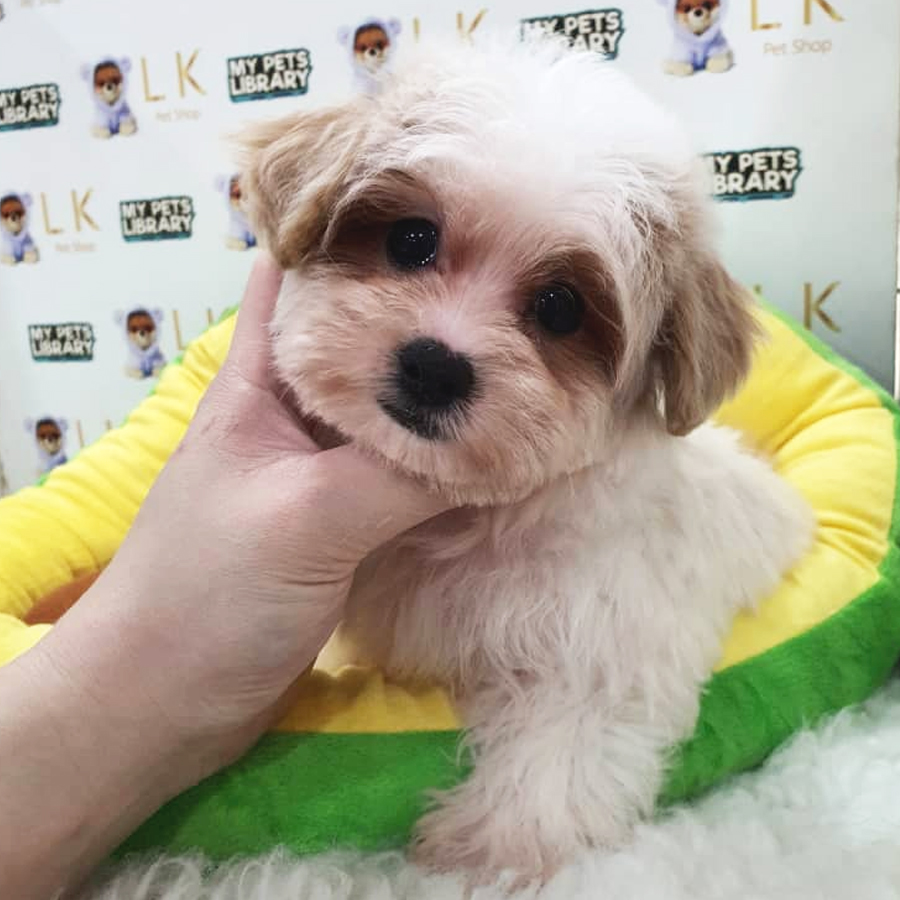 Maltipoo Puppy (Male) For Sale