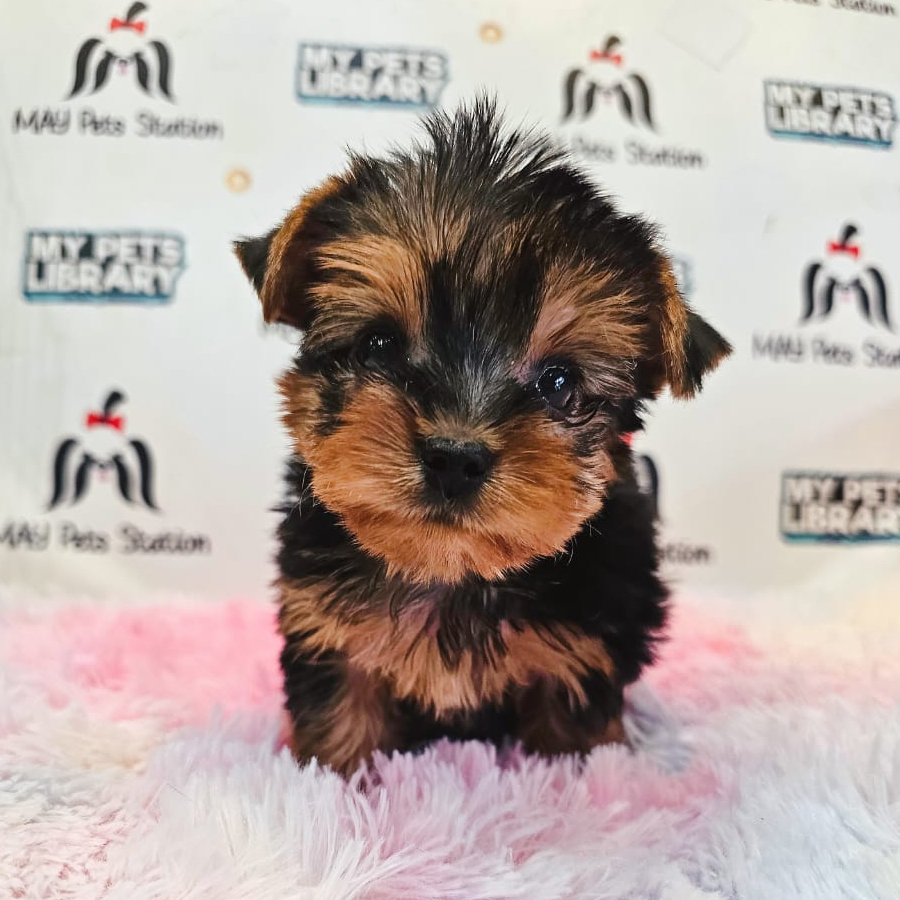 Yorkshire Terrier Puppy (Male) For Sale