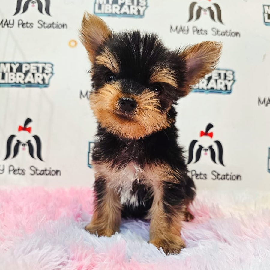 Yorkshire Terrier Puppy (Female) For Sale