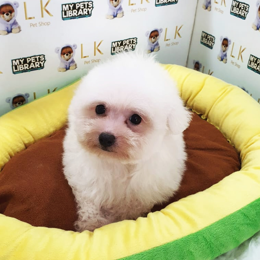 Bichon Frise Puppy (Male) For Sale