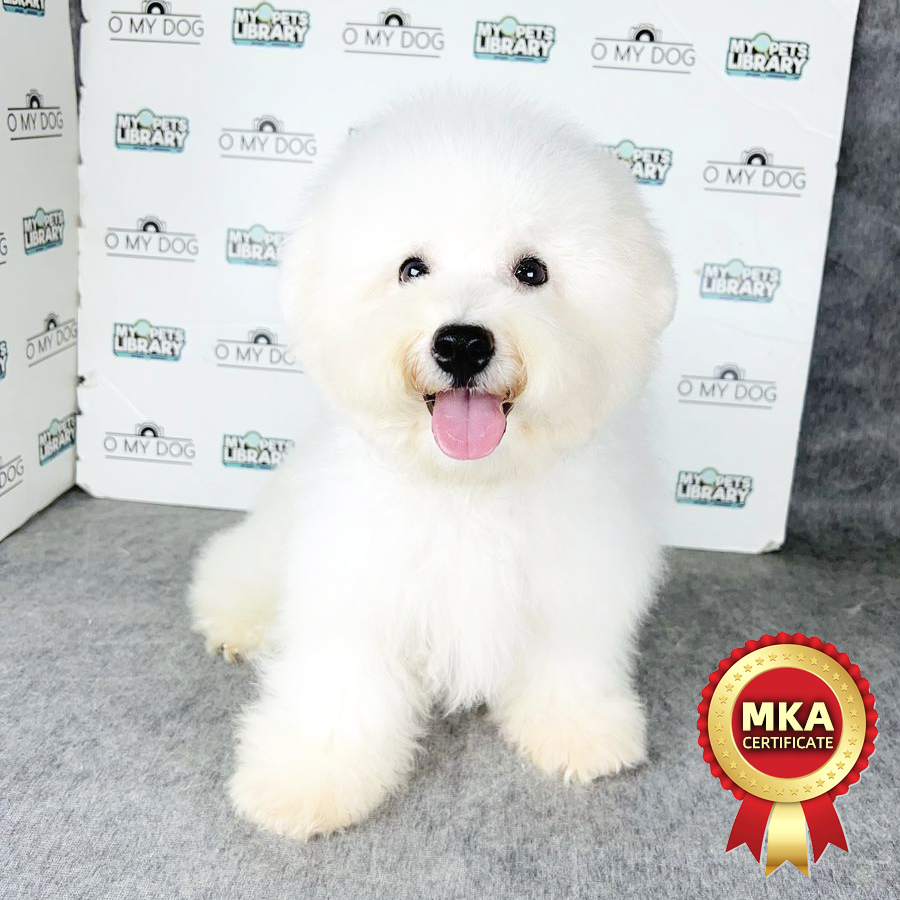 Bichon Frise Puppy (Male) For Sale