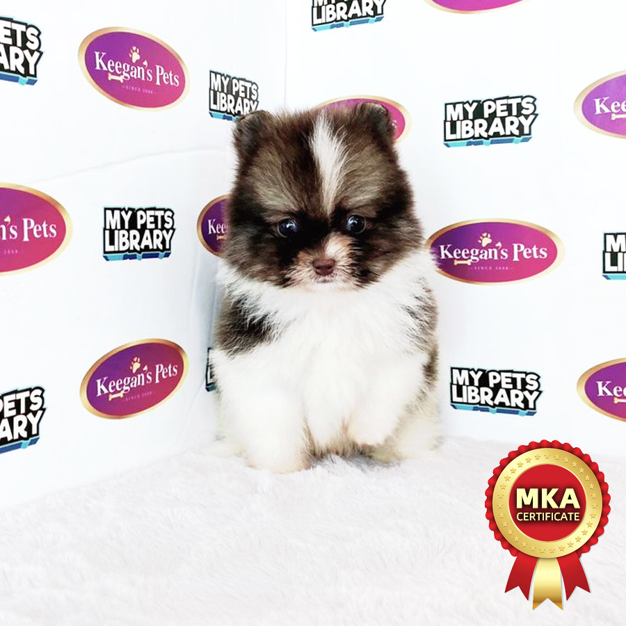 MKA Pomeranian Puppy (Male) For Sale