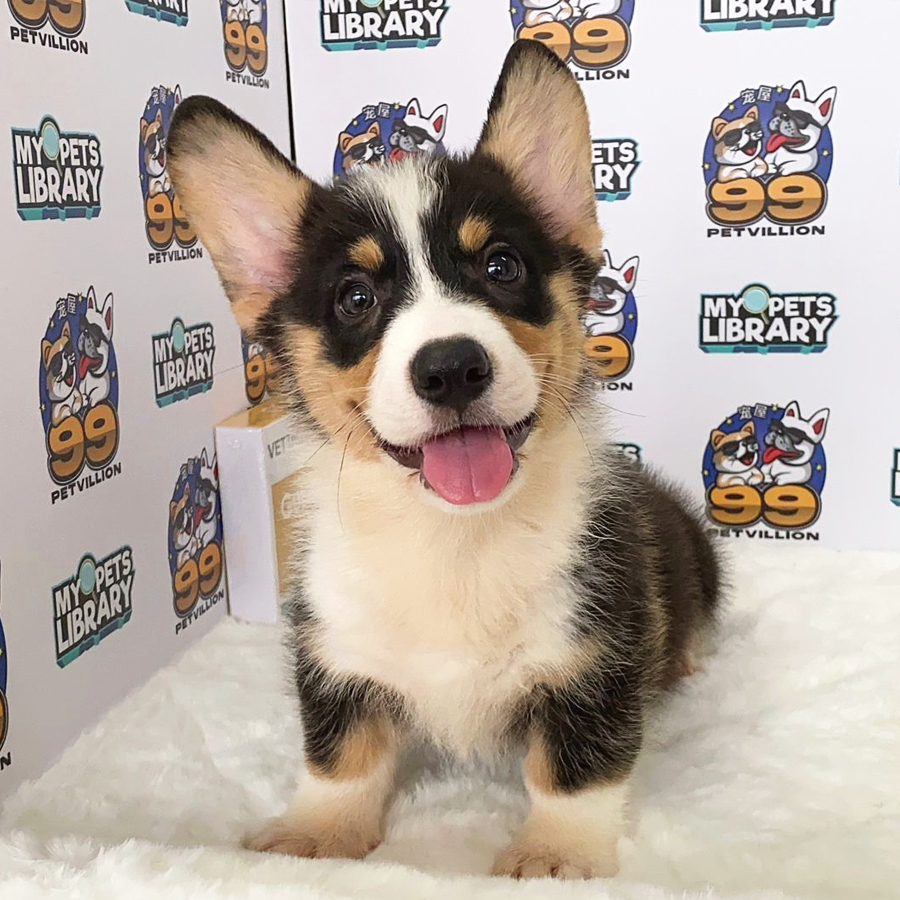 Welsh Corgi Puppy (Male) For Sale