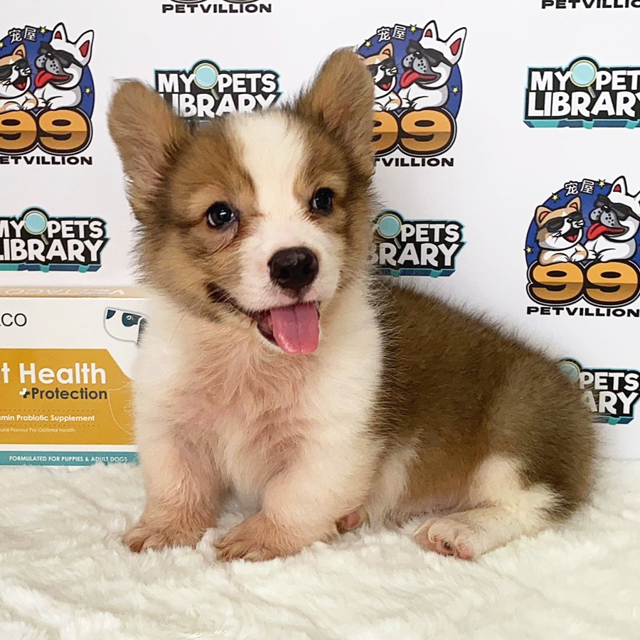 Welsh Corgi Puppy (Male) For Sale