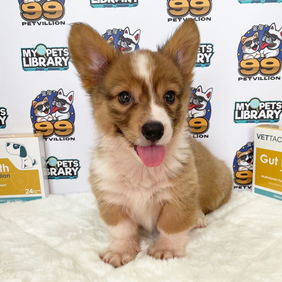 Welsh Corgi Puppy (Male) For Sale