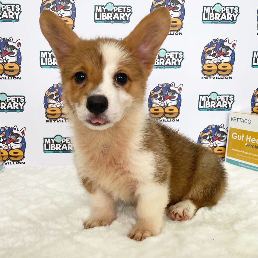 Welsh Corgi Puppy (Male) For Sale