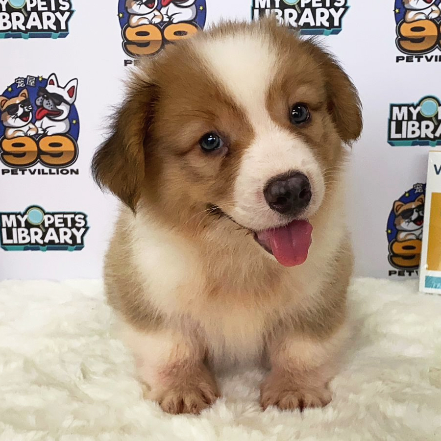 Welsh Corgi Puppy (Male) For Sale