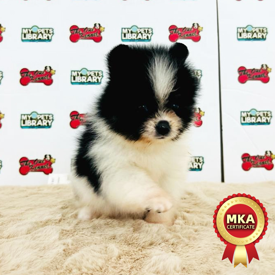 MKA Pomeranian Puppy (Male) For Sale