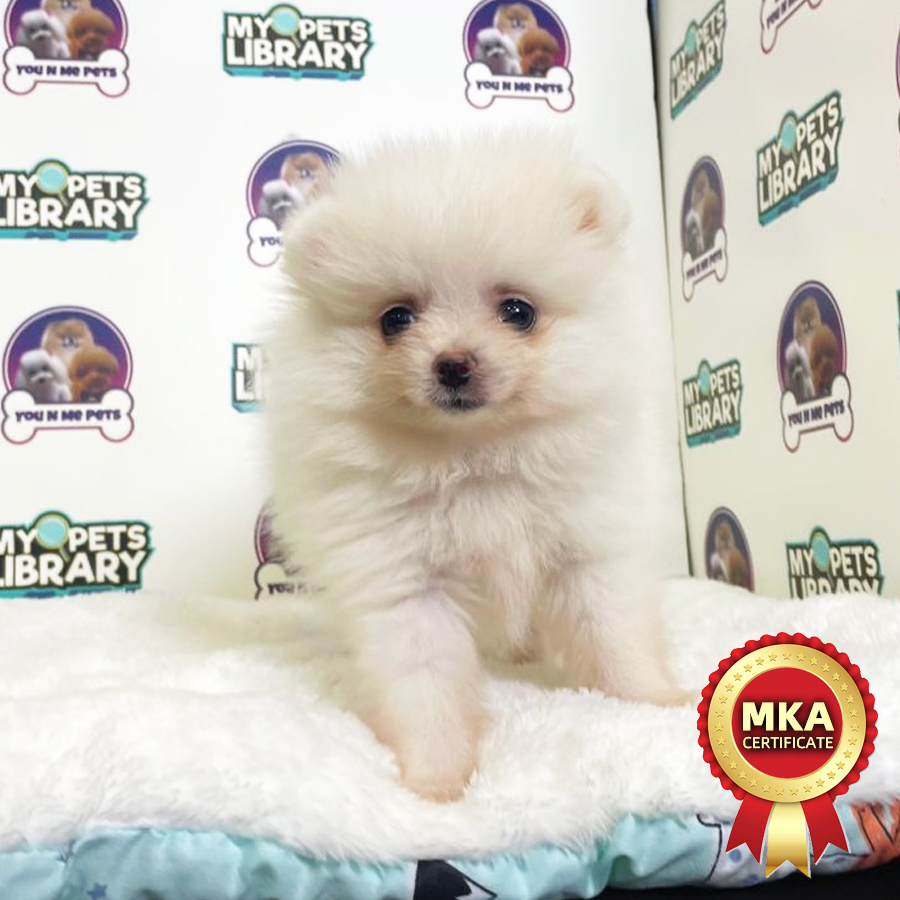 MKA Tiny Pomeranian Puppy (Female) For Sale