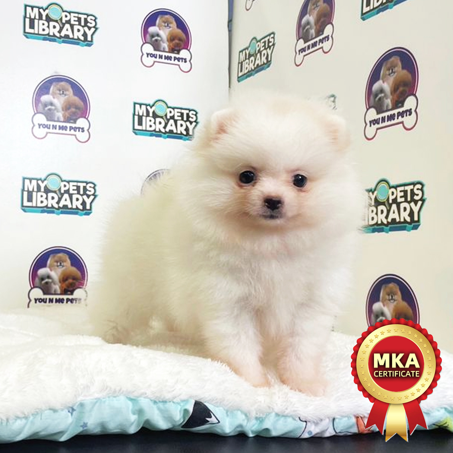 MKA Tiny Pomeranian Puppy (Female) For Sale