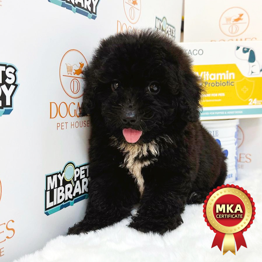 MKA Toy Poodle Puppy (Male) For Sale