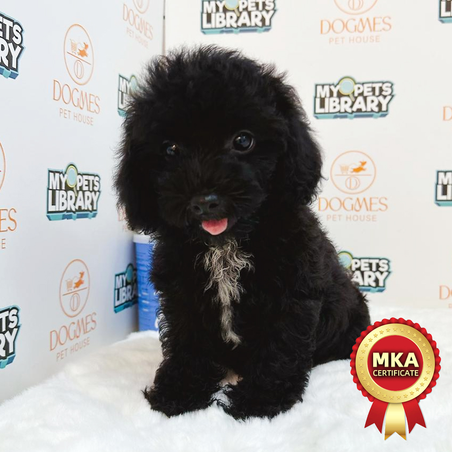 MKA Toy Poodle Puppy (Male) For Sale
