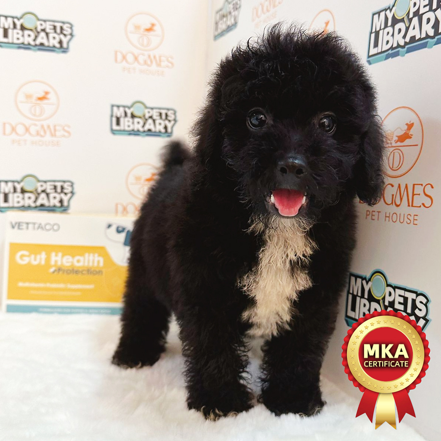 MKA Toy Poodle Puppy (Male) For Sale