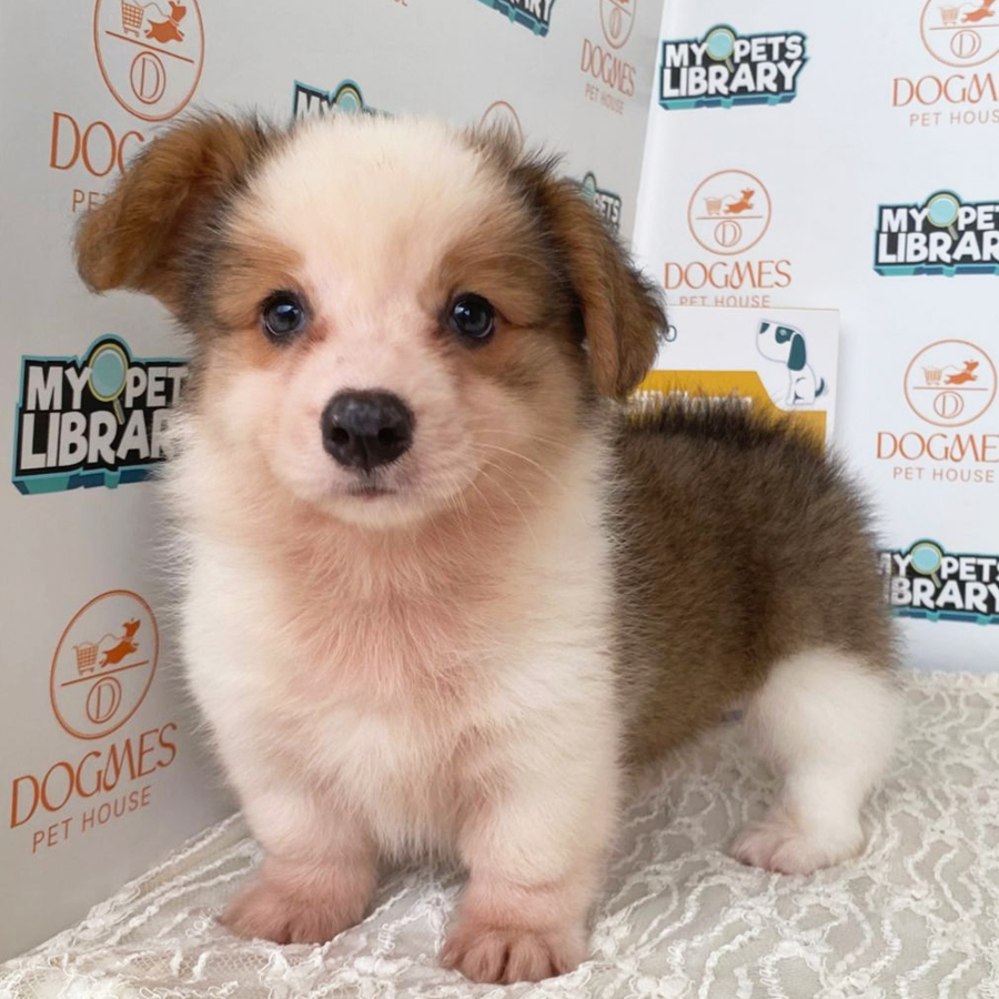Welsh Corgi Puppy (Female) For Sale