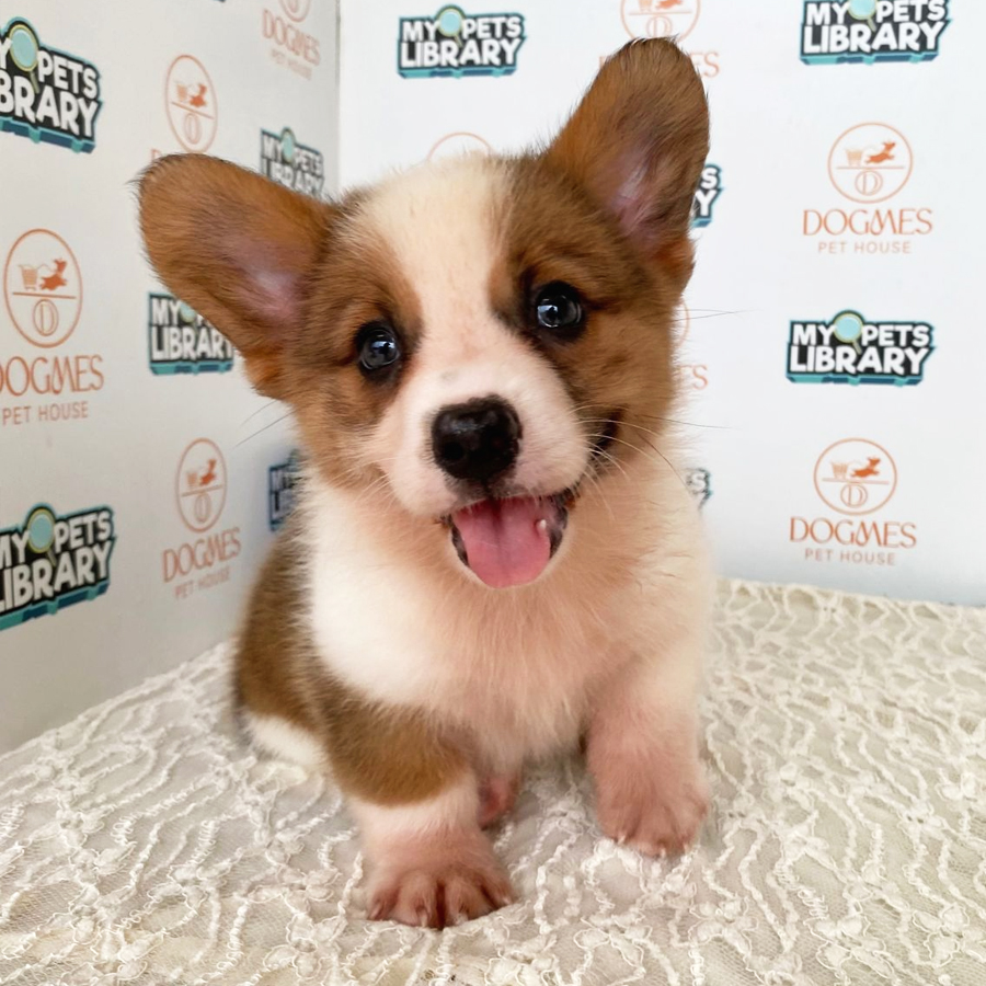 Welsh Corgi Puppy (Male) For Sale