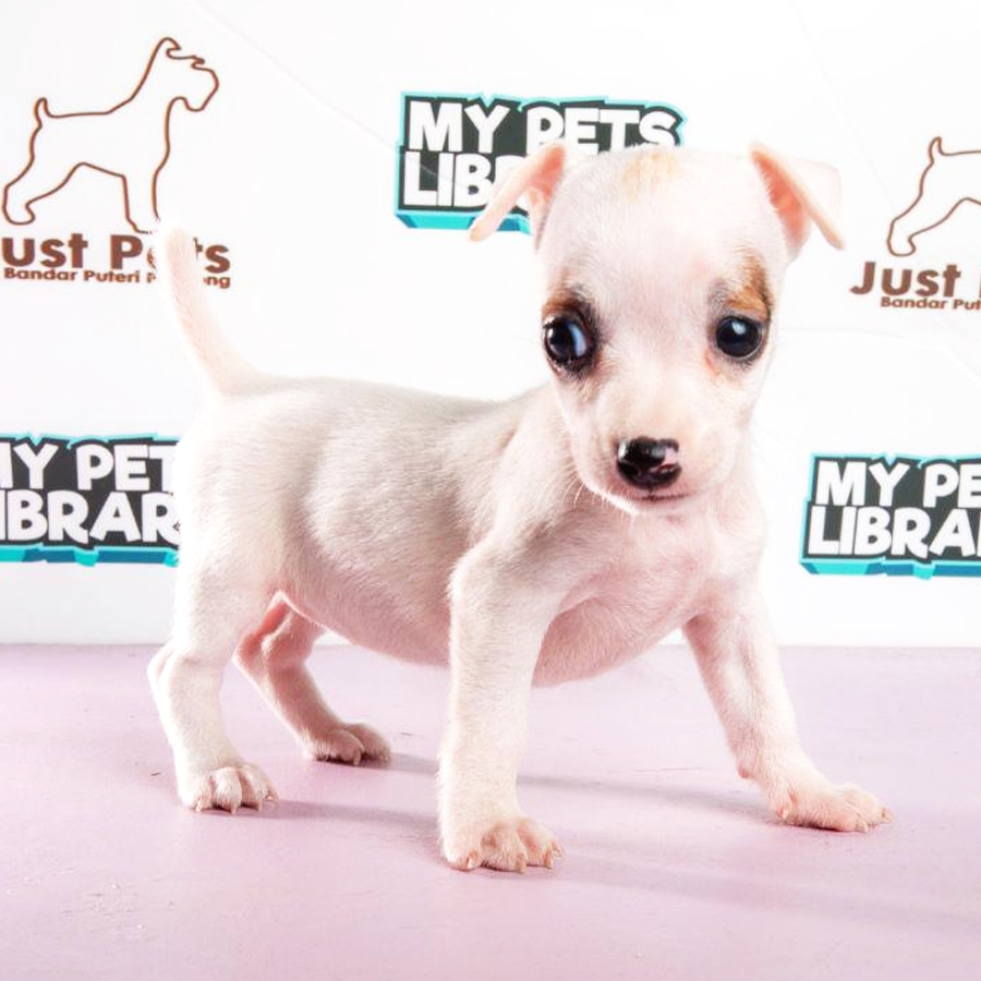 Jack Russell Puppy (Female) For Sale