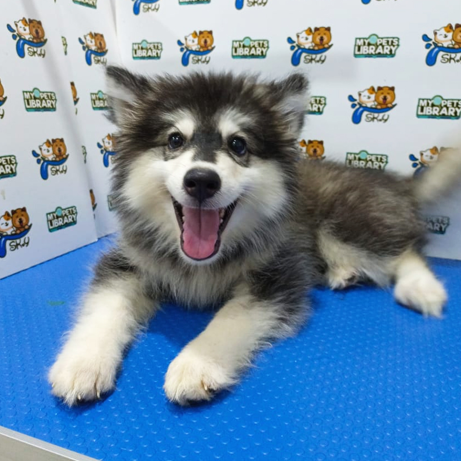 Alaskan Malamute Puppy (Female) For Sale