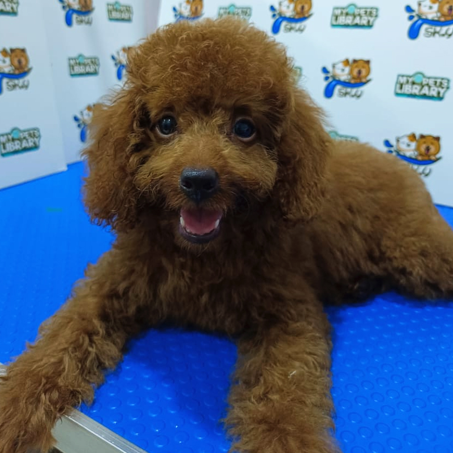 Toy Poodle Puppy (Male) For Sale