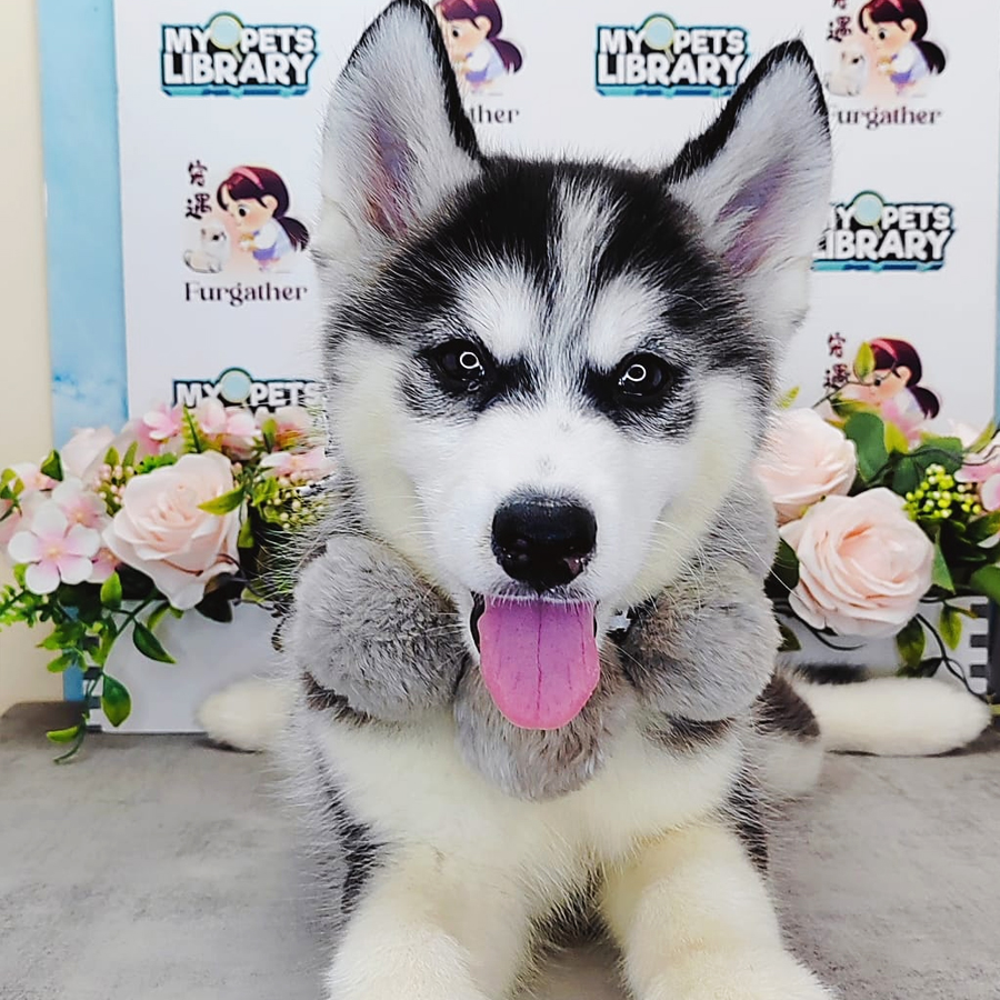 Wooly Husky Puppy (Female) For Sale