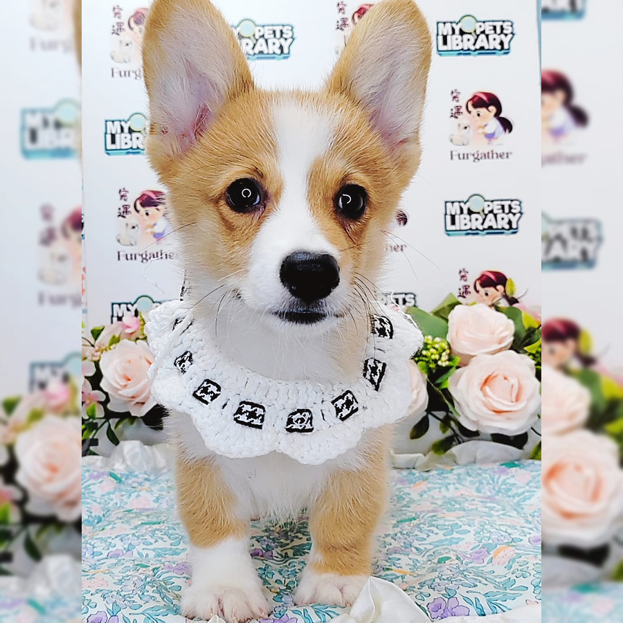 Welsh Corgi Puppy (Male) For Sale