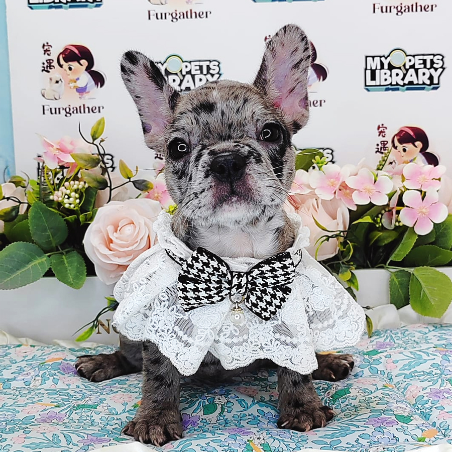 French Bulldog Puppy (Female) For Sale