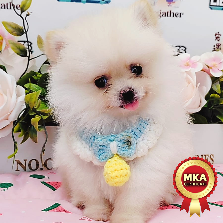 MKA Tiny Pomernian Puppy (Female) For Sale