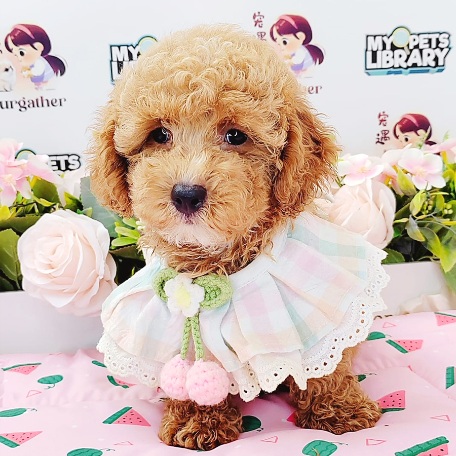 Toy Poodle Puppy (Male) For Sale