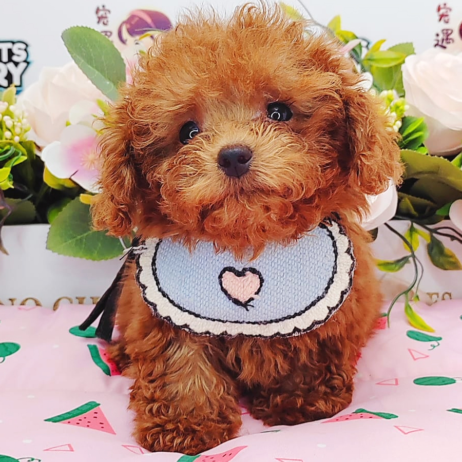 Teacup Poodle Puppy (Female) For Sale