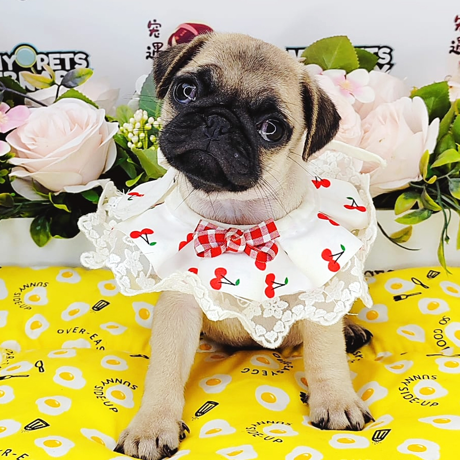 Pug Puppy (Male) For Sale