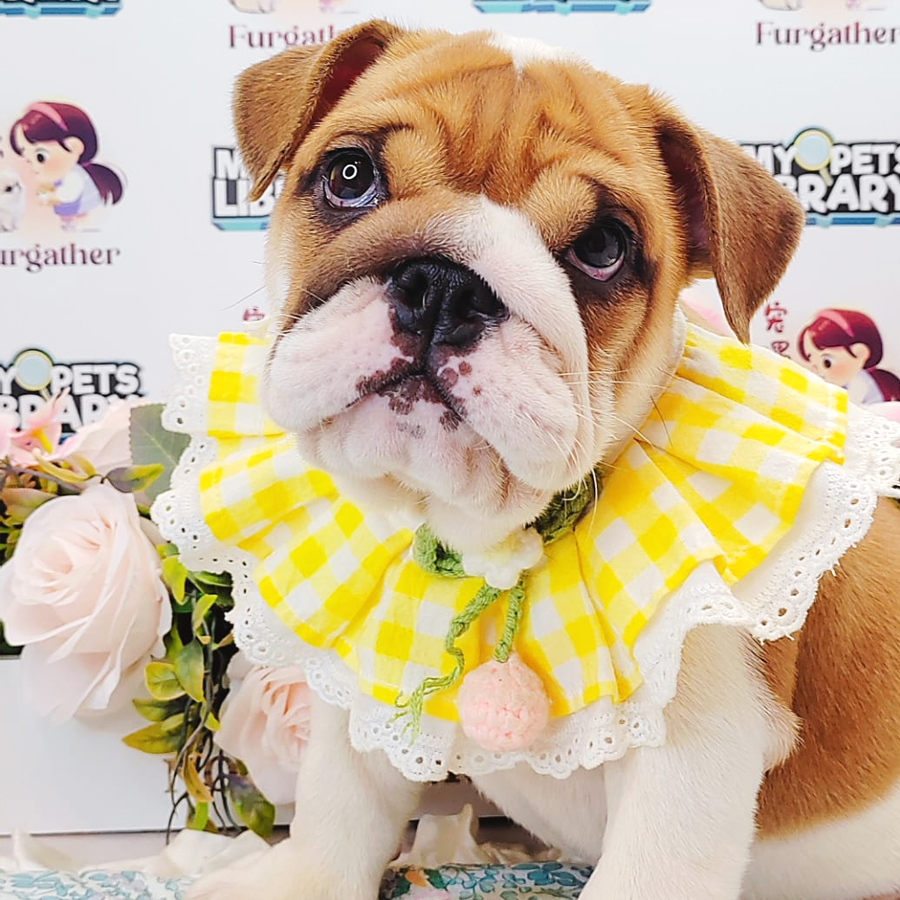 English Buldog Puppy (Female) For Sale