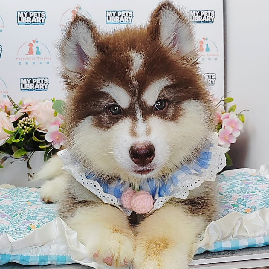 Wooly Husky Puppy (Male) For Sale