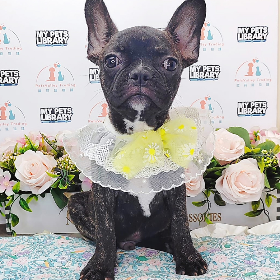 French Bulldog Puppy (Male) For Sale